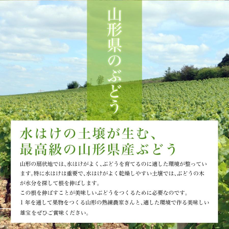 山形県産 ぶどう 雄宝 1房 (約700g)  秀品 大粒 果物 化粧箱入 産地直送 山形県産 お年賀 ギフト 同梱不可 熨斗ＯＫ 送料無料  誕生日 果物