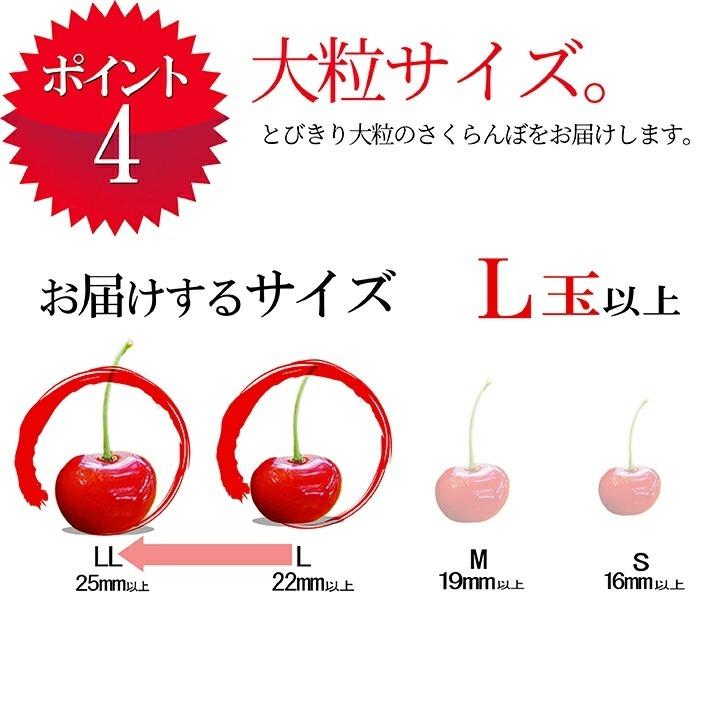 さくらんぼ 佐藤錦 Ｌ玉 300g 鏡詰め 山形 特秀 山形県産 2024 サクランボ 桐箱入 予約商品 送料無料 贈答 贈り物｜azimiya｜06