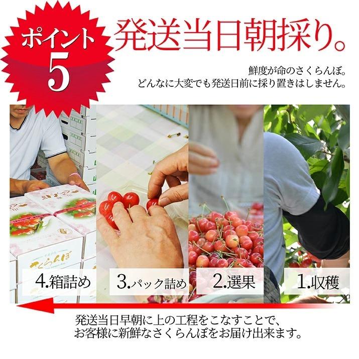 さくらんぼ 佐藤錦 L玉 300g 鏡詰め 山形 特秀 山形県産 2026