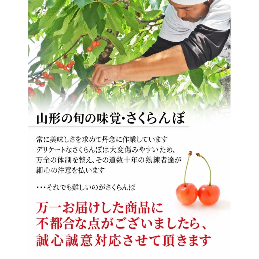 さくらんぼ 佐藤錦 1kg (500g×2) 特秀品 ギフト 贈答 Lサイズ 山形