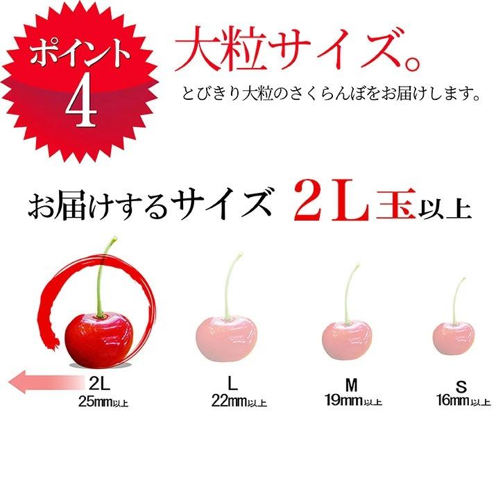 さくらんぼ 佐藤錦 1kg (500g×2) 特秀品 ギフト 贈答 Lサイズ 山形