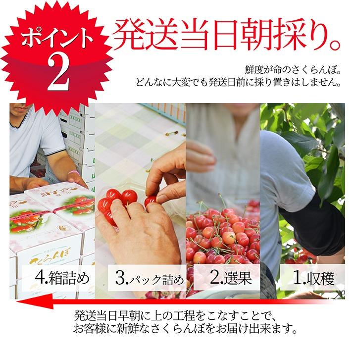 さくらんぼ 紅秀峰 300g 特秀品 鏡詰め ギフト 贈答 3Lサイズ 山形 山形県産 お取り寄せ フルーツ サクランボ チェリー さくらんぼ 送料無料 果物_3