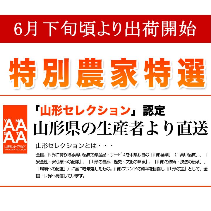 さくらんぼ 紅秀峰 2-3L玉 700g 桐箱 山形 特秀 2026 山形県産 サクランボ 特選 手詰め お中元 ギフト 贈り物 贈答 化粧箱入 厳選 送料無料_1
