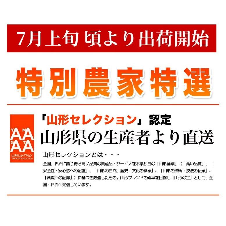 さくらんぼ 大将錦 2L玉 500g×2P 本詰め 山形 特秀 2024 山形県産 サクランボ 特選 化粧箱入 手詰め お中元 ギフト 贈り物 贈答 送料無料 (遠方送料加算)｜azimiya｜02