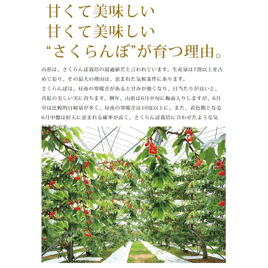 さくらんぼ ダイアナブライト 3L玉 400g 桐箱 山形 特秀 2024年 7月発送 先行予約 山形県産 サクランボ 特選 手詰め 化粧箱入 お中元 ギフト 贈り物 送料無料｜azimiya｜03