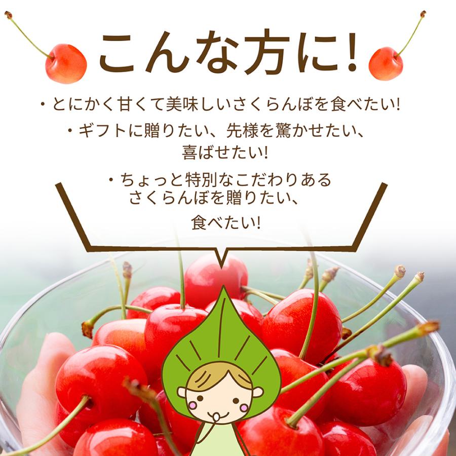 さくらんぼ 佐藤錦 or 紅秀峰 2L玉 500g バラ詰め 山形 特秀 2026 山形