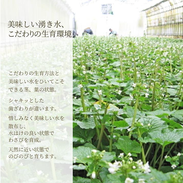 無農薬栽培 葉わさび 約80g×10束入り 季節限定 名水百選 山形県産