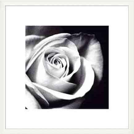 White Rose（バンクス） 額装品 ウッドベーシックフレーム｜aziz