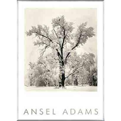 アンセルアダムス　額装品 ポスター アート Oak Tree(エンボスマーク入)（アンセル アダムス