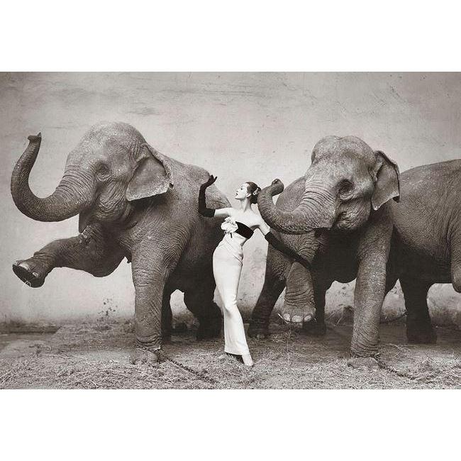 額装済/Dovima With Elephants/リチャードアベドン/ポスター : az