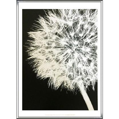 ポスター アート Dandelion Crop（ジェニー クラフト） 額装品 アルミ製ハイグレードフレーム