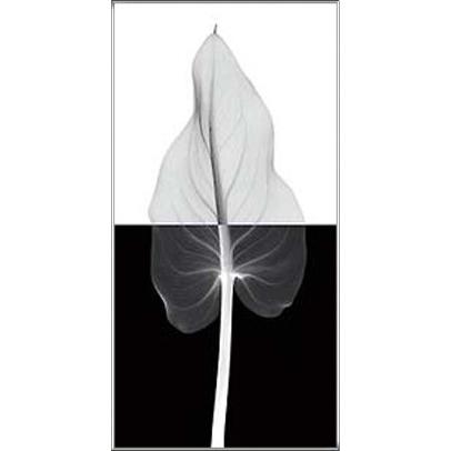 ポスター アート Calla Leaf II（スティーヴン マイヤーズ） 額装品 アルミ製ハイグレードフレーム