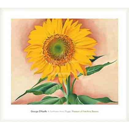 ポスター アート Sunflower from Maggie 1937（ジョージア オキーフ