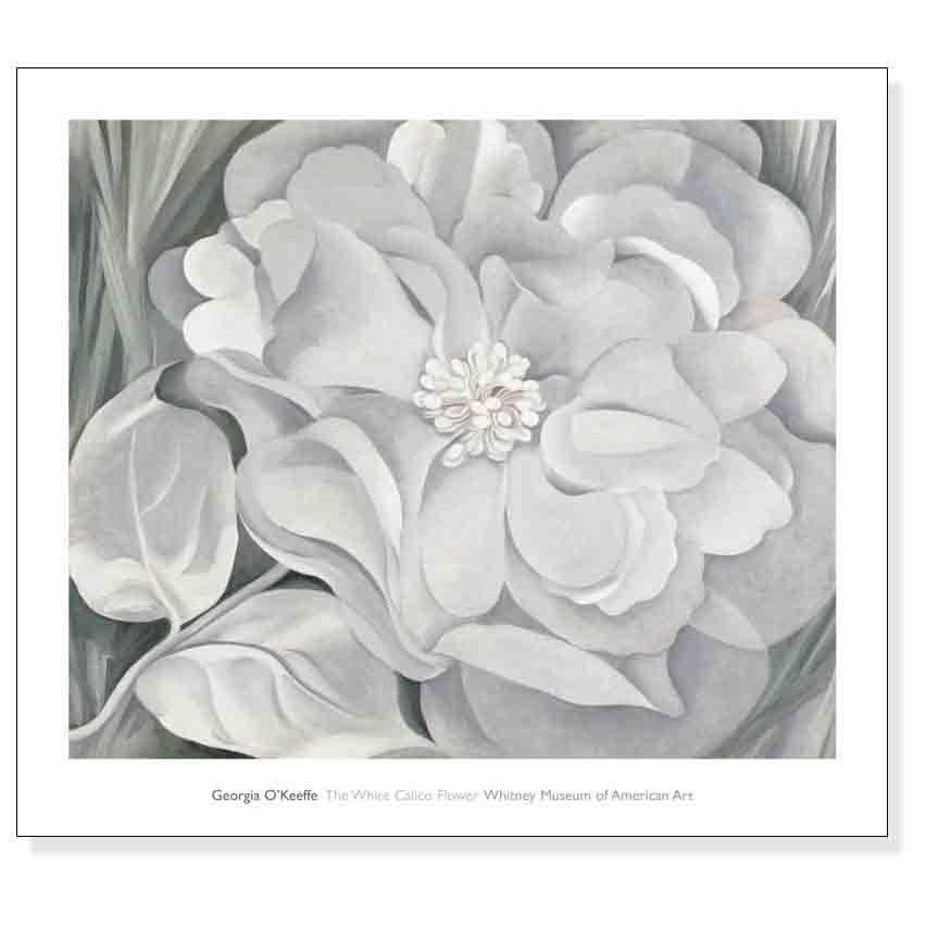 ポスター アート The White Calico Flower 1931（ジョージア オキーフ
