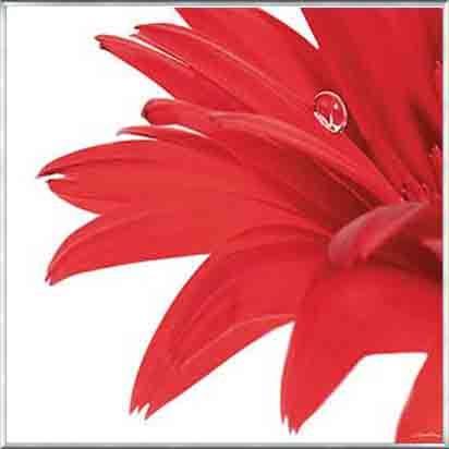 ポスター アート Gerbera Rouge（ギョーム プリッソン） 額装品 アルミ製ベーシックフレーム