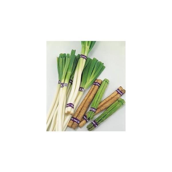 おびまる MAX マックス 野菜結束機 HT-M2 (手動) 法人様限定 : AZTEC