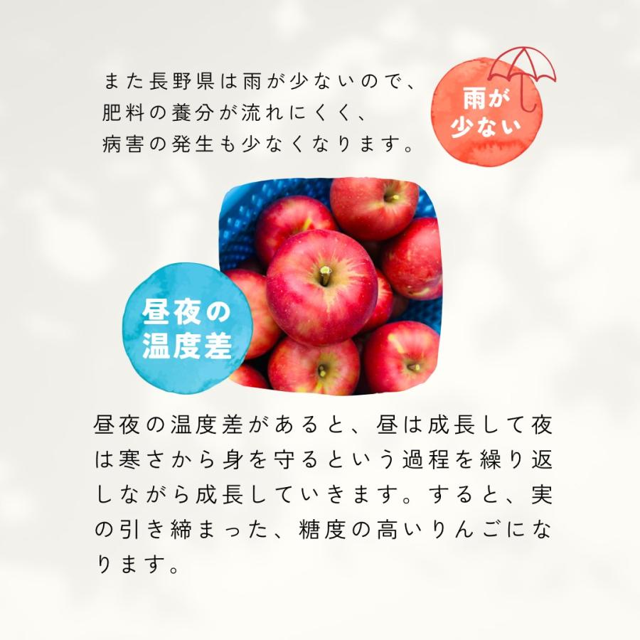 ピンクレディ 10kg 箱 訳あり 幻の林檎 減農薬 希少 りんご 長野 安曇野 信州 産地直送 酸っぱい 「ピンクレディ10キロ箱訳あり品」｜azu-fam-nos｜12