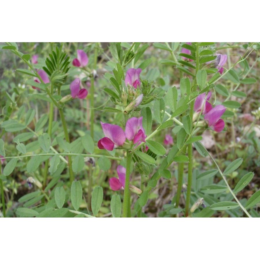 カラスノエンドウの強化種、大量３千粒＋プティ粗品＋全国匿名送料無料、同梱可能です 自然栽培 (農薬不使用 化学肥料不使用) 【国産 安曇野産 100%】 カラス