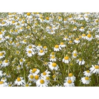 カモミール茶 20g 自然栽培 (農薬不使用 化学肥料不使用)【国産 安曇野産 100%】カモミールティー|azuminoeko|02