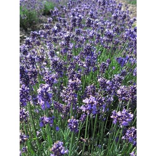 ラベンダー 食用 Lavandula Angustifolia コモンラベンダー 50g 自然栽培 農薬不使用 化学肥料不使用 国産 安曇野産 100 lava001 安曇野エコ 通販 Yahoo ショッピング