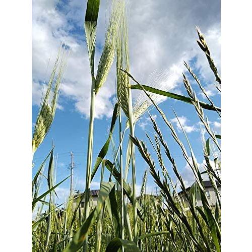 国産 安曇野産 100 古代小麦 種 低廉 無農薬 無施肥 雑穀 10g 雑草対策 玄麦 土壌改良 パン用硬質小麦 粒々クッキング