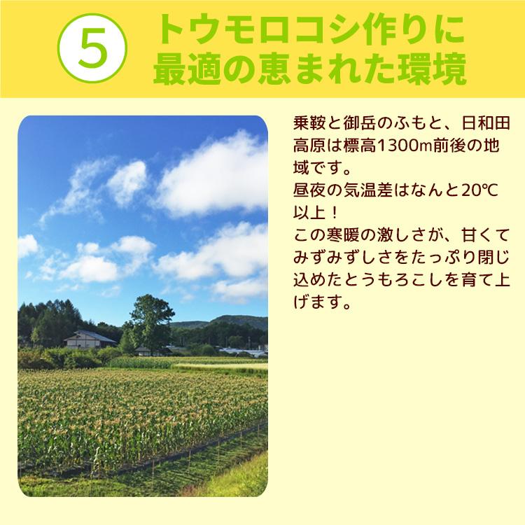 2023年度終了 とうもろこし 飛騨高根 日和田高原タカネコーン 8本セット 岐阜｜azusaya｜09