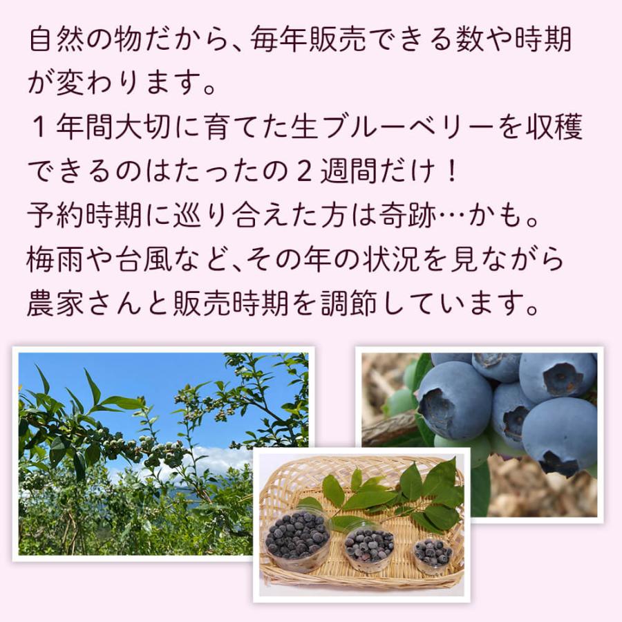 2026年度終了 信州産 生ブルーベリー1kg（250g×4パック）7月初旬〜発送