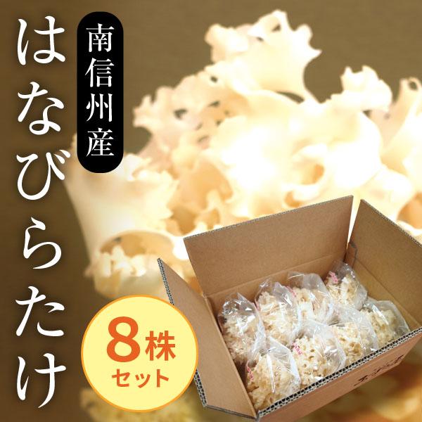 はなびらたけ 花びら茸 南信州産 ハナビラタケ 80g×8株 βグルガン配合