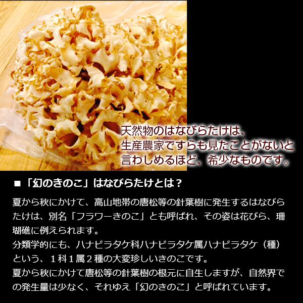 はなびらたけ 花びら茸 南信州産 ハナビラタケ 80g×8株 βグルガン配合