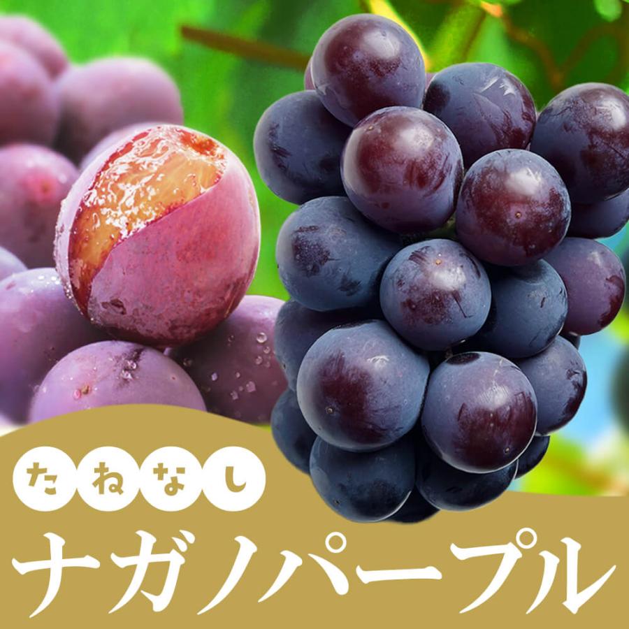 2026年度予約終了 信州産 ぶどう ナガノパープル Aランク 大房 2房