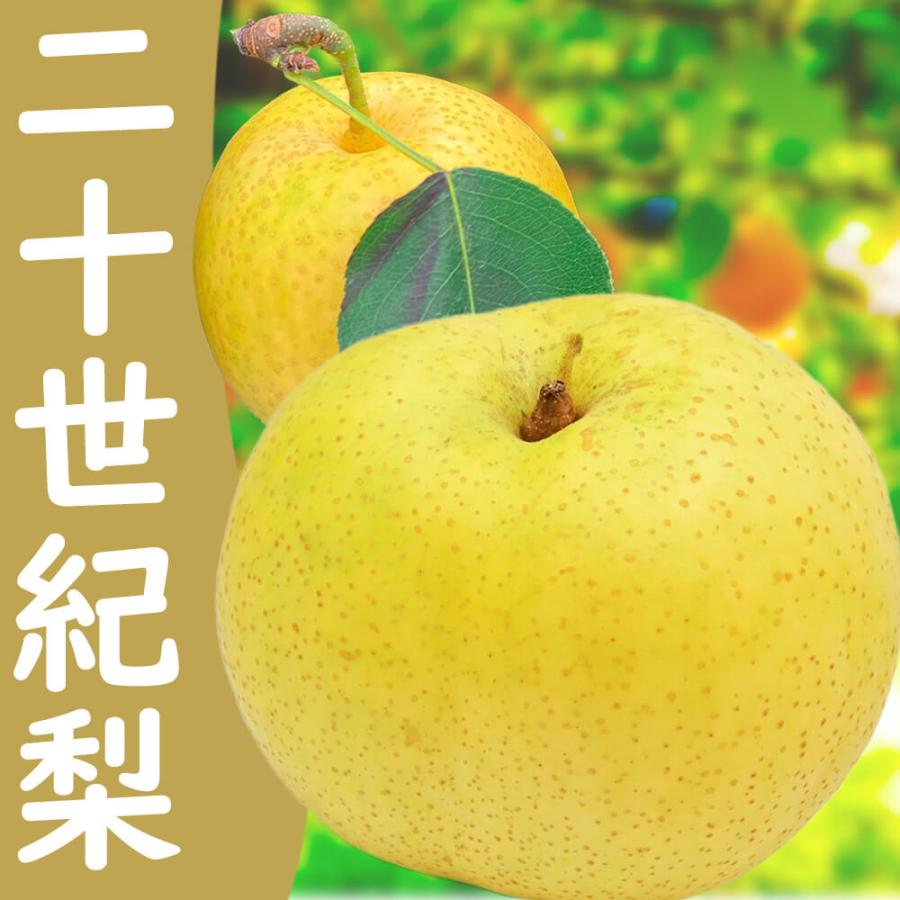 2026年度予約終了 梨 二十世紀梨 信州産 5kg(10玉〜14玉) 9月中旬