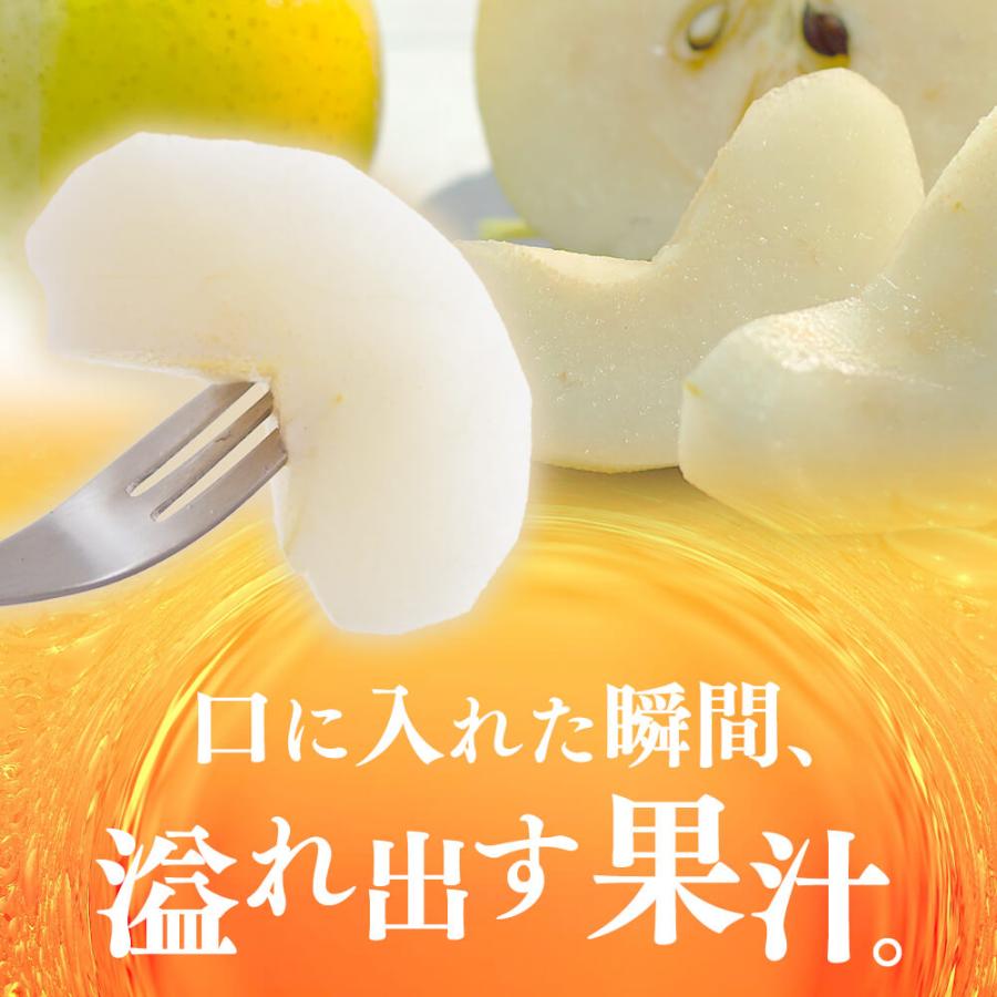 2026年度予約終了 梨 二十世紀梨 信州産 5kg(10玉〜14玉) 9月中旬