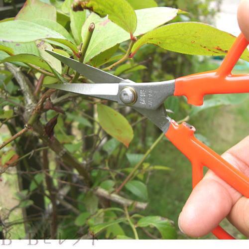 収穫ばさみ 越路 ステンレスぶどう間引鋏 K14 剪定ばさみ 収穫バサミ 摘果 盆栽 芽切り 枝切り 枝切りばさみ | ブランド登録なし | 03