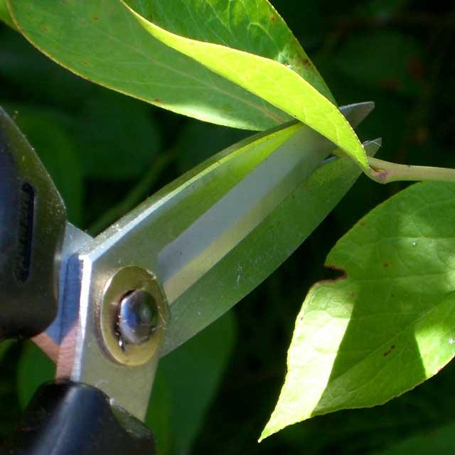 剪定ばさみ プルーマン 大久保型花鋏 OK170  剪定バサミ 日本製  女性用 枝切りバサミ 園芸バサミ 枝切りばさみ 剪定はさみ | ブランド登録なし | 02