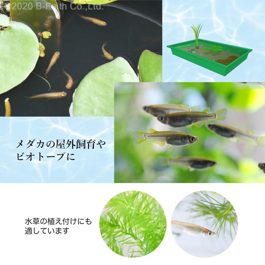 国産 めだかの土 4l 焼赤玉土 水が濁りにくい メダカのための土 めだか メダカ 金魚 熱帯魚 底床 底床材 Medakatuti2l 2 雑貨イズム 通販 Yahoo ショッピング