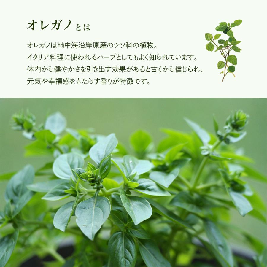 オレガノオイル 10ml オレガノ 精油 エッセンシャルオイル アロマ