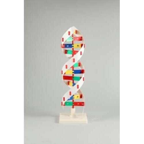 ＤＮＡモデルＢ メール便不可