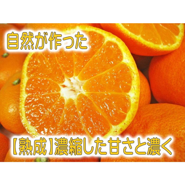 「訳あり」早世みかん濃厚な甘さと爽やかな香り 「早世みかん」4.5kg+500g（保証分）合計約5kg 　送料無料（ S〜2L （サイズ混合　無選別）熊本県産天草産｜b-l｜03