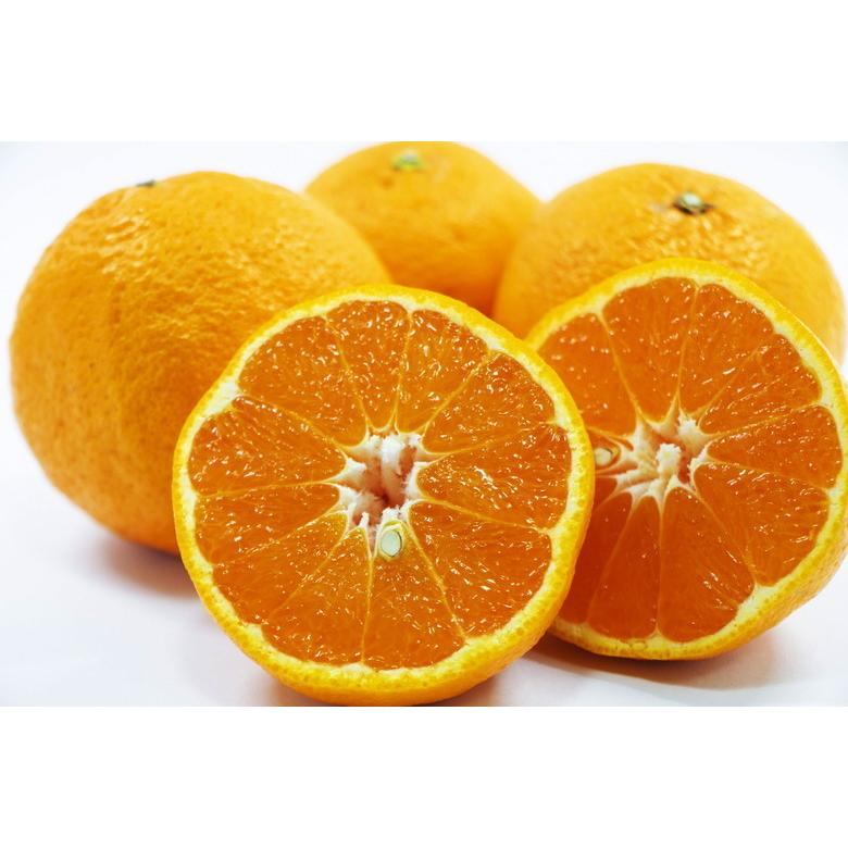 訳あり！熊本県産◎不知火　デコポン 家庭用 20kg(送料無料) 熊本産 不知火（デコポンと同品種）20キロ （訳あり品）