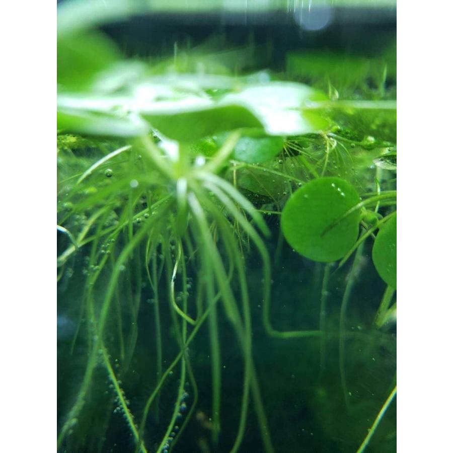 B O D Aqua 特価キャンペーン 浮草 アマゾンフロッグビット 10株 おまけ 無農薬 ネコポス送料無料 水草 弊社水槽より 株数