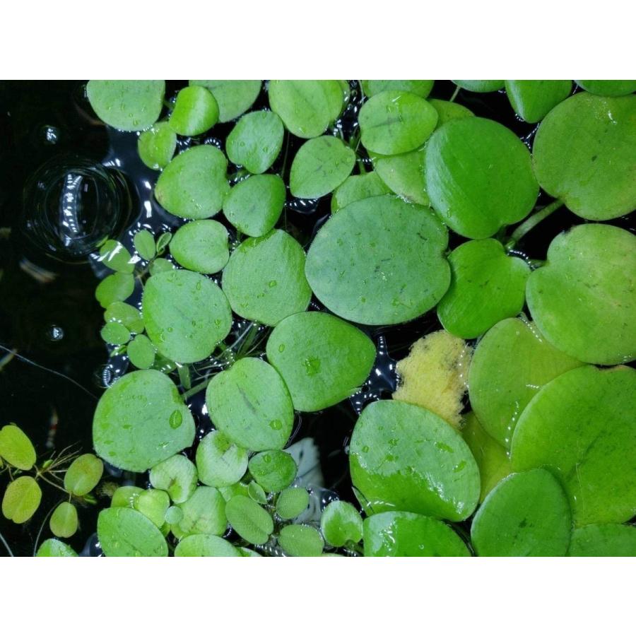 B O D Aqua 浮草 アマゾンフロッグピット 株 おまけ 入手困難 株数 水草 弊社水槽より 無農薬 ネコポス送料無料