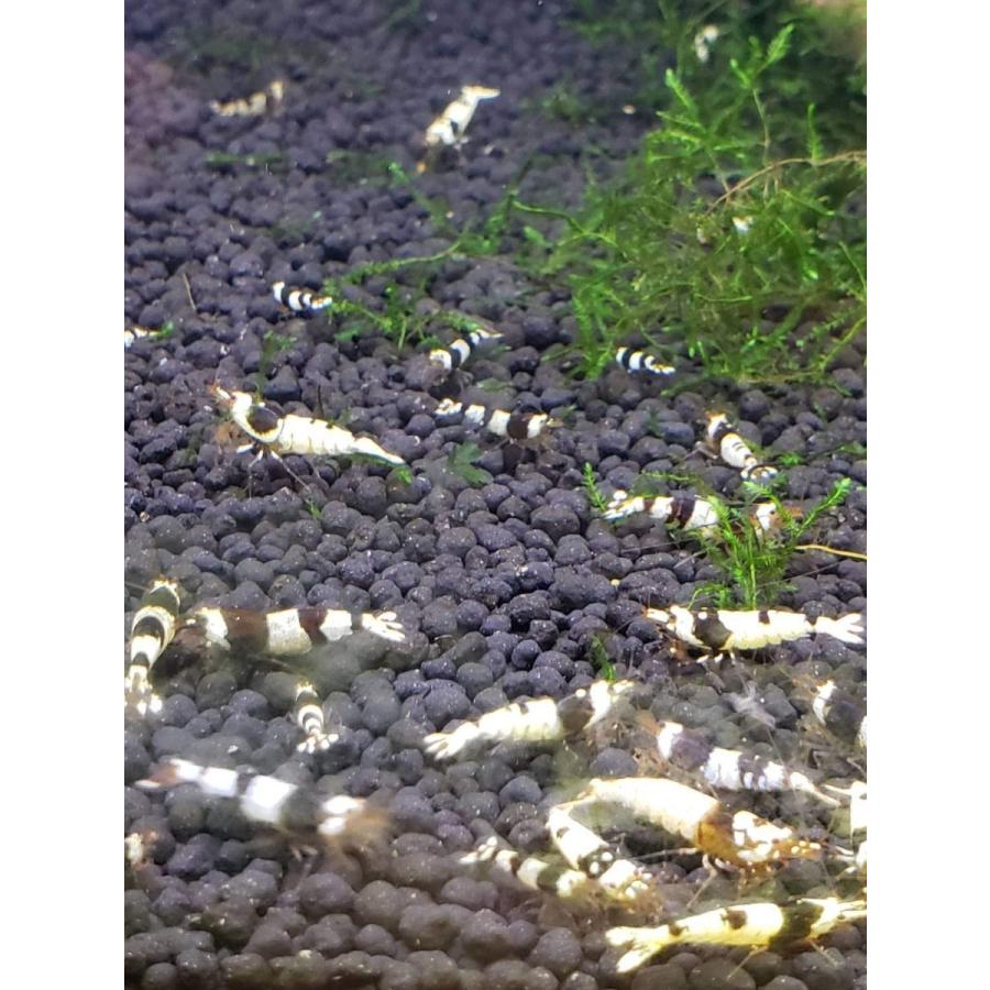 魅力的な価格 B O D Aqua ブラックビーシュリンプ 北海道 ｍｉｘ 5匹補償サービス付き 50匹 生体 沖縄発送不可 初心者向けローグレード 観賞魚生体