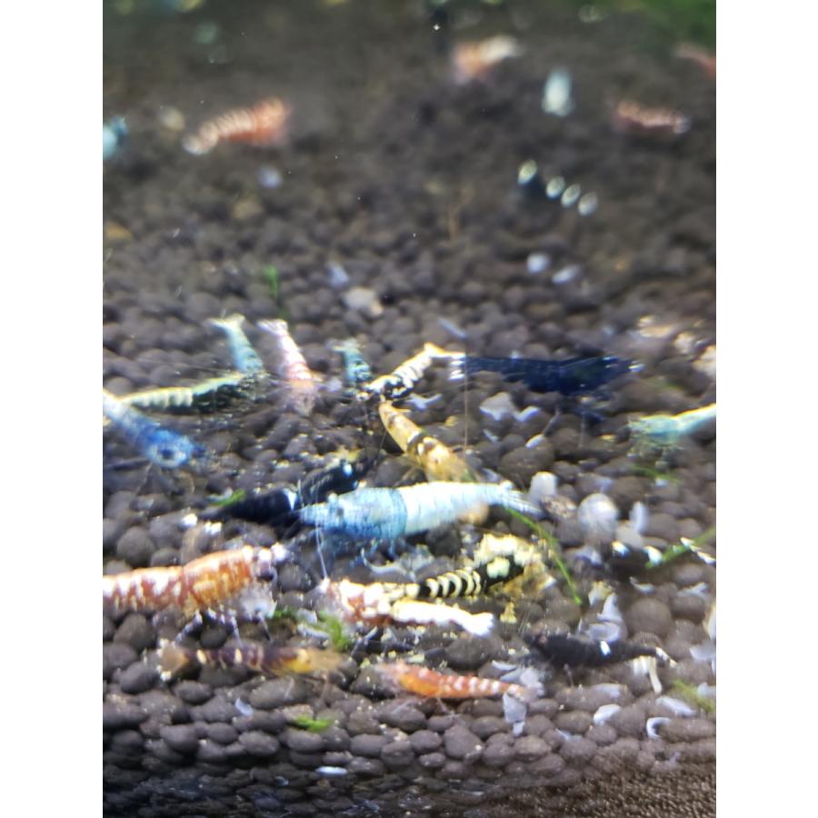 ゼウスシュリンプ20匹とおまけ