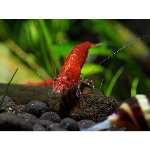 格安店 B O D Aqua 極火蝦 レッドファイアーシュリンプ 10匹 1匹補償サービス付き 生体 北海道 沖縄発送不可 Edilcoscale It