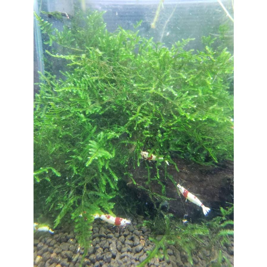 B O D Aqua 数量限定 南米ウィローモス 水草 無農薬 シュリンプ水槽より 横23cm 奥行18cm 深さ8cm 約g 宅急便コンパクト送料無料 B O D Web 通販 Paypayモール