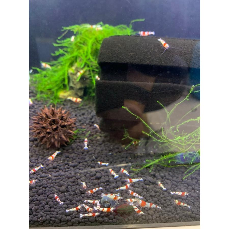 B O D Aqua レッドビーシュリンプ ミドルグレード Sサイズ若個体 表現mix 30匹 死着補償分4匹 合計34匹 生体 北海道 沖縄発送不可 B O D Web 通販 Paypayモール