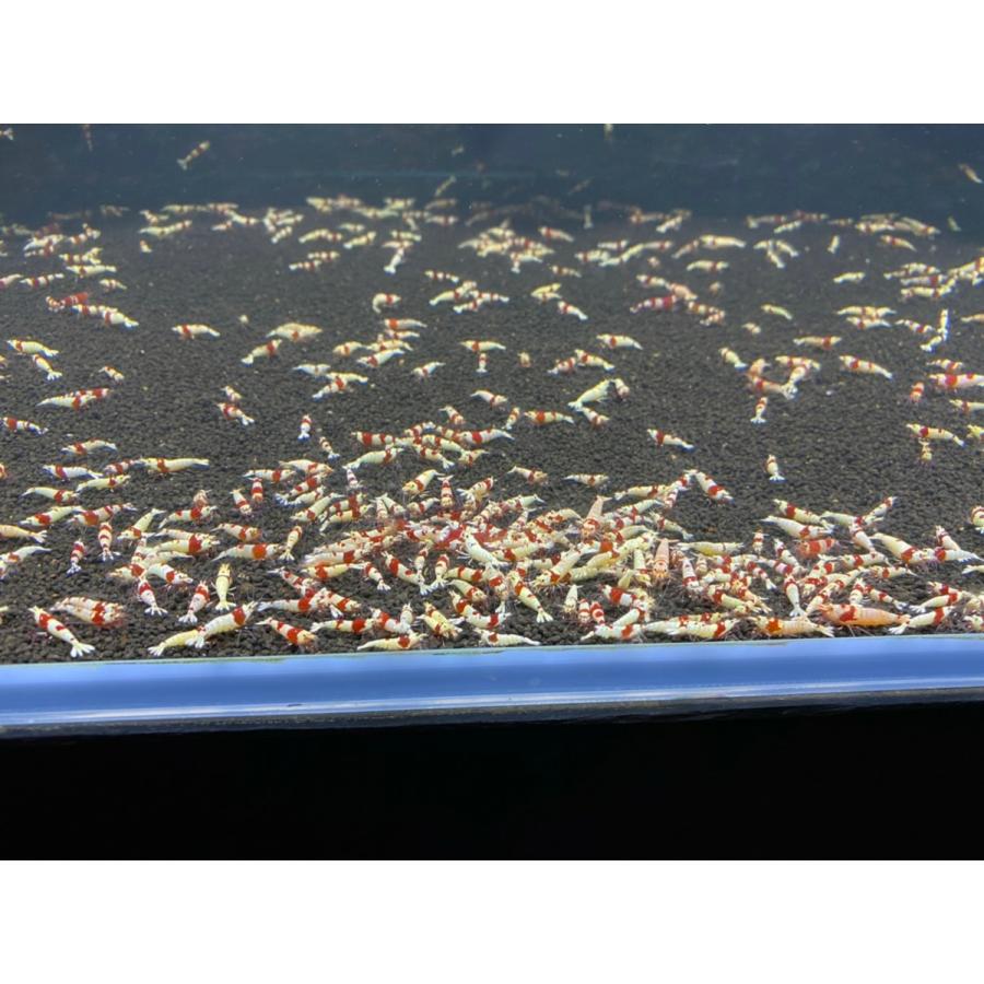 B O D Aqua レッドビーシュリンプ Mix 10匹 1匹補償サービス付き 北海道 数量は多 沖縄発送不可 生体