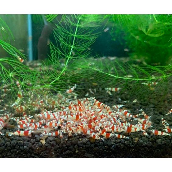 B O D Aqua レッドビーシュリンプ Sサイズ若個体 表現mix 50匹 死着補償分6匹 合計56匹 生体 北海道 沖縄発送不可 B O D Web 通販 Paypayモール