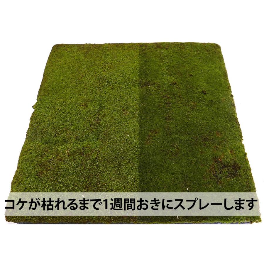 コケピカ500ml 濃縮タイプの強力なコケ取り剤 頑固なコケ落としに ゆっくり効くのでコケ予防ができカビ取り カビ防止にも効果あり 03 Kokepika500 ビーワンショップ 通販 Yahoo ショッピング