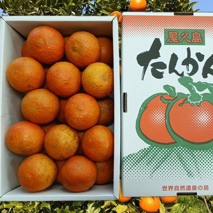 完全無農薬 屋久島直送 屋久島たんかん 5kg M〜Lサイズ玉 : やくしま